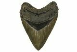 Fossil Megalodon Tooth - North Carolina #328107-1